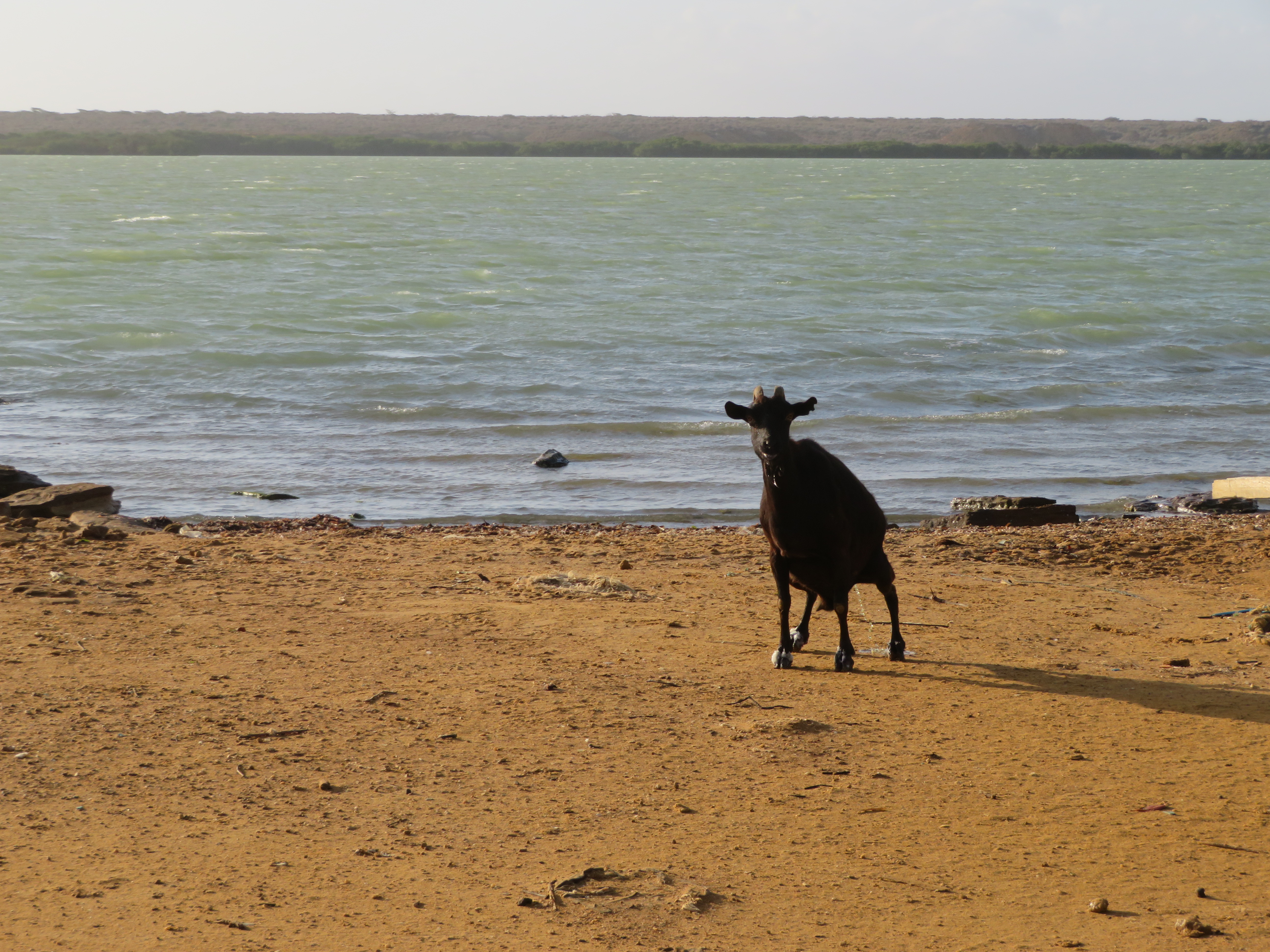 Goat on the beach establishing dominance by showing me it wasn't afraid to pee while looking me in the eye.